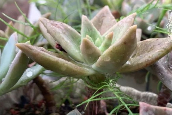 多肉小红衣图片 034549ae7e334635a7c6a87f2918e2ff.jpeg