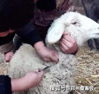 羊的内脏对身体有啥好处 4292ba4c3a4546e8b34871309cac54a5.jpeg