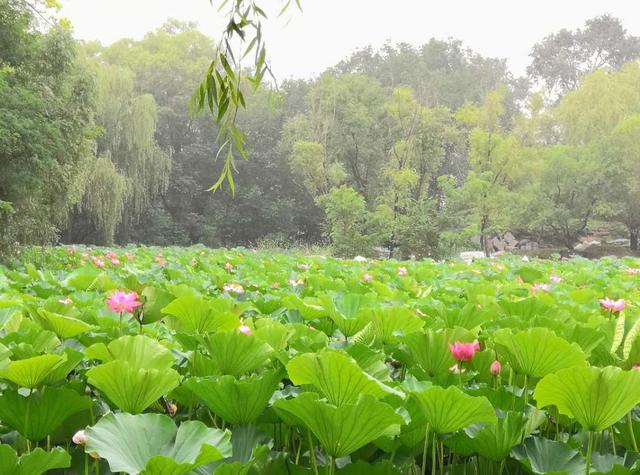 进行|2021美术学考研8月备考复习指南