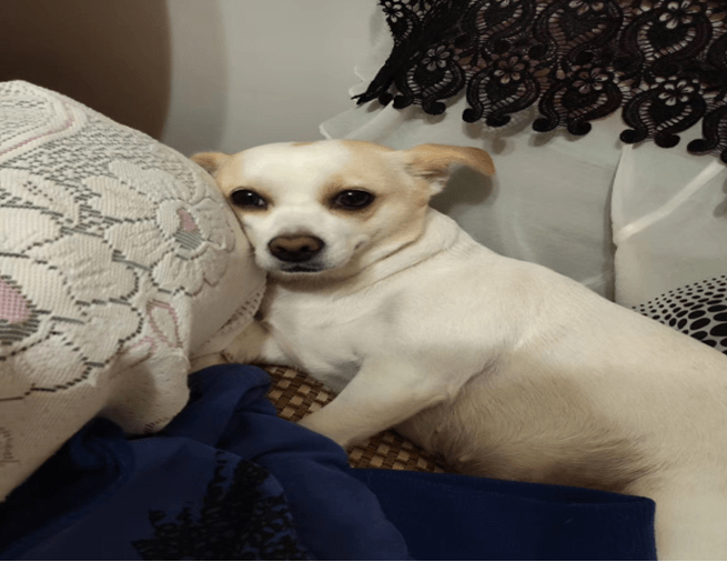 a3d58b2878a4483fa9e7dcec04a90242.png