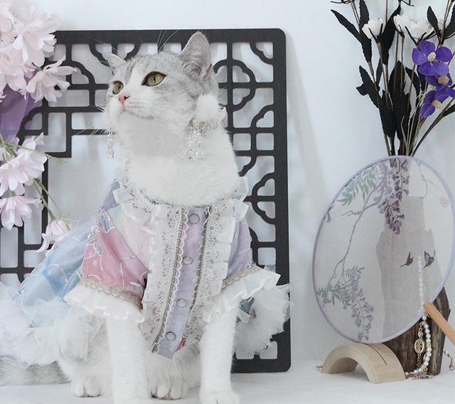 宠物|划重点，5年连接2亿95后，7万亿的淘宝被年轻人改变了？