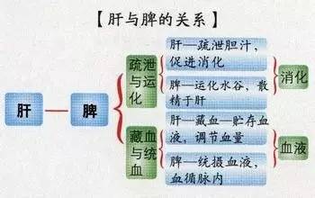 五,肝与脾的关系