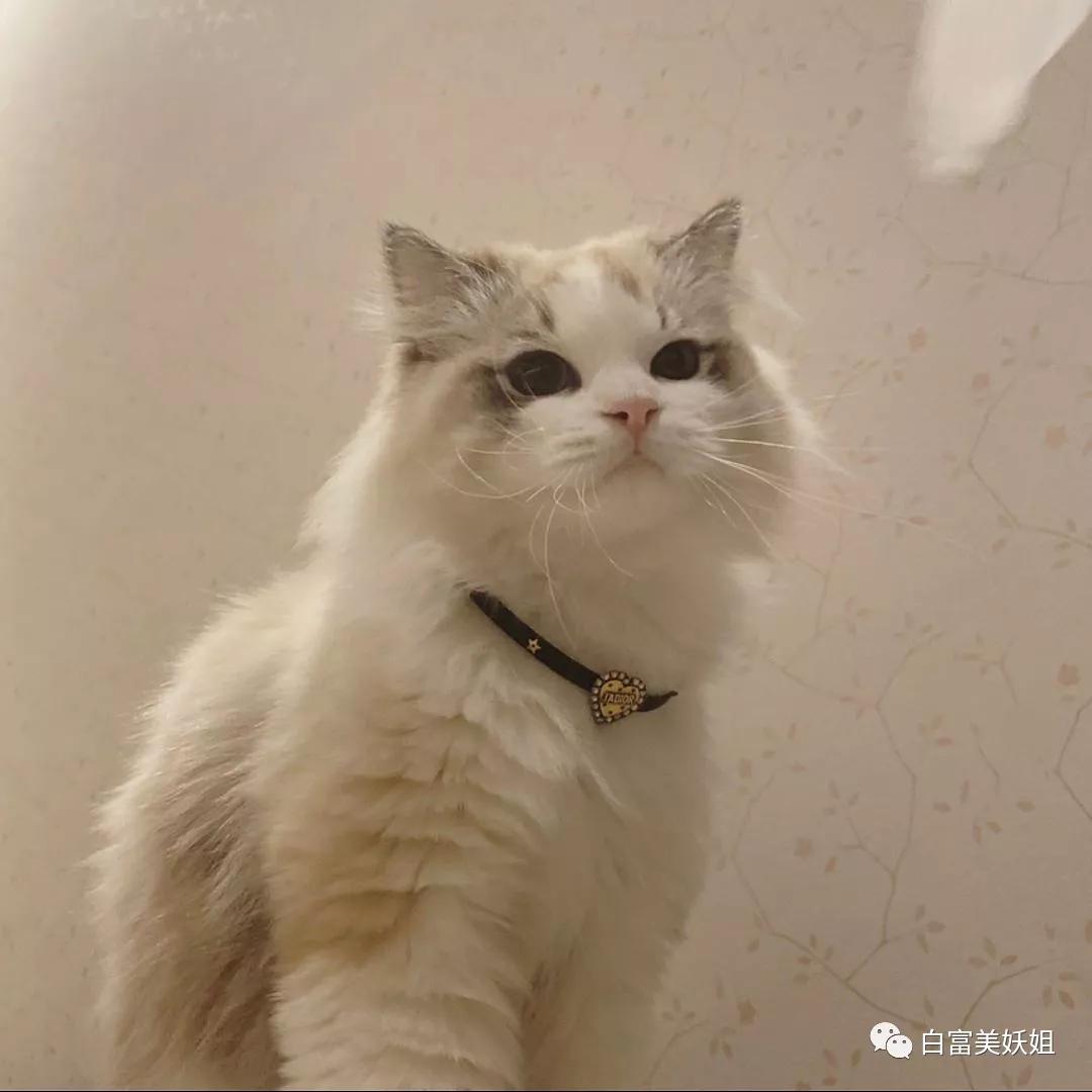 I'am|上海15岁富二代背景神秘不可说，王菲女儿都不敢抢她风头？