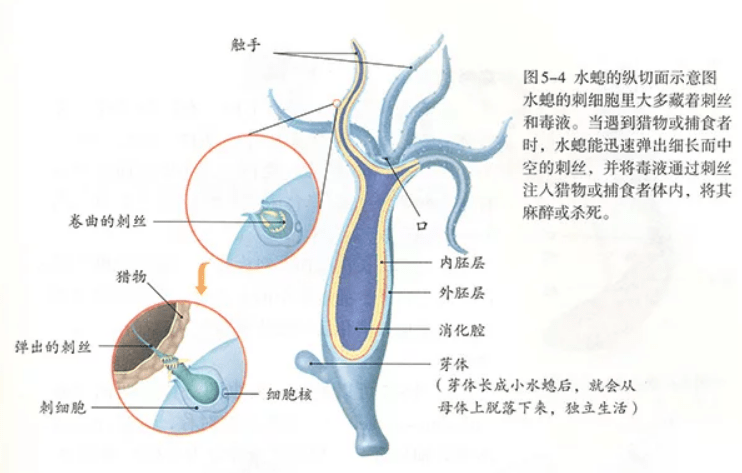 (3)水螅的纵切面示意图: 当活动的水蚤碰到水螅触手的刺针时,刺丝