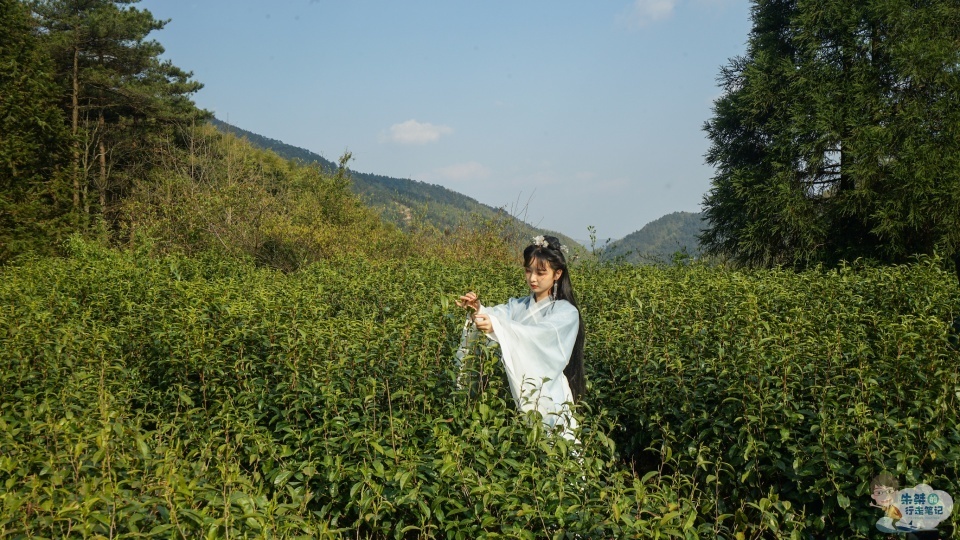 红楼梦|茶叶中被“黑”最惨的茶，在四大名著《红楼梦》中直接被贾母嫌弃