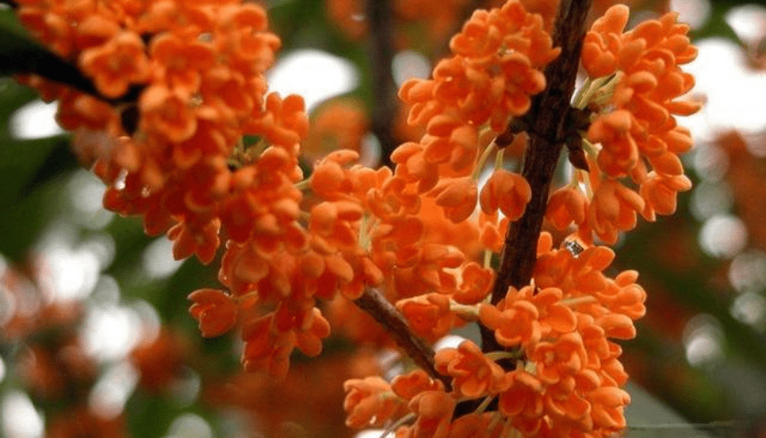 原创养桂花,注意花分芽期,实现桂花满树开