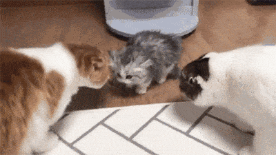 原创养一只小奶猫吧!满眼爱意都给你的那种,啊!我血槽空了