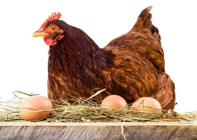 鸡下的蛋是软的怎么办