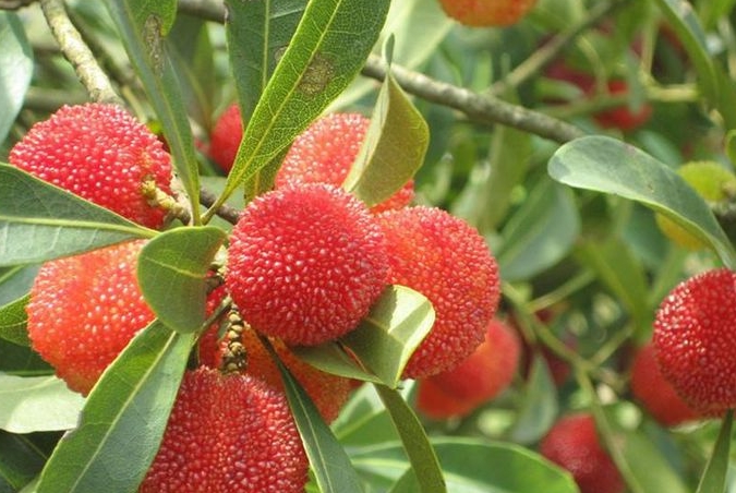 容颜|推荐3种食物,延缓衰老,保养容颜,早吃早好女性想要皮肤好