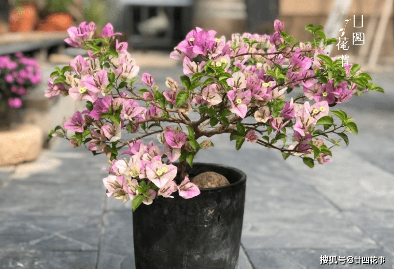 绿叶橙三角梅叶子什么样子 0dd8e1b65db149518ac75ba4866df7de.png