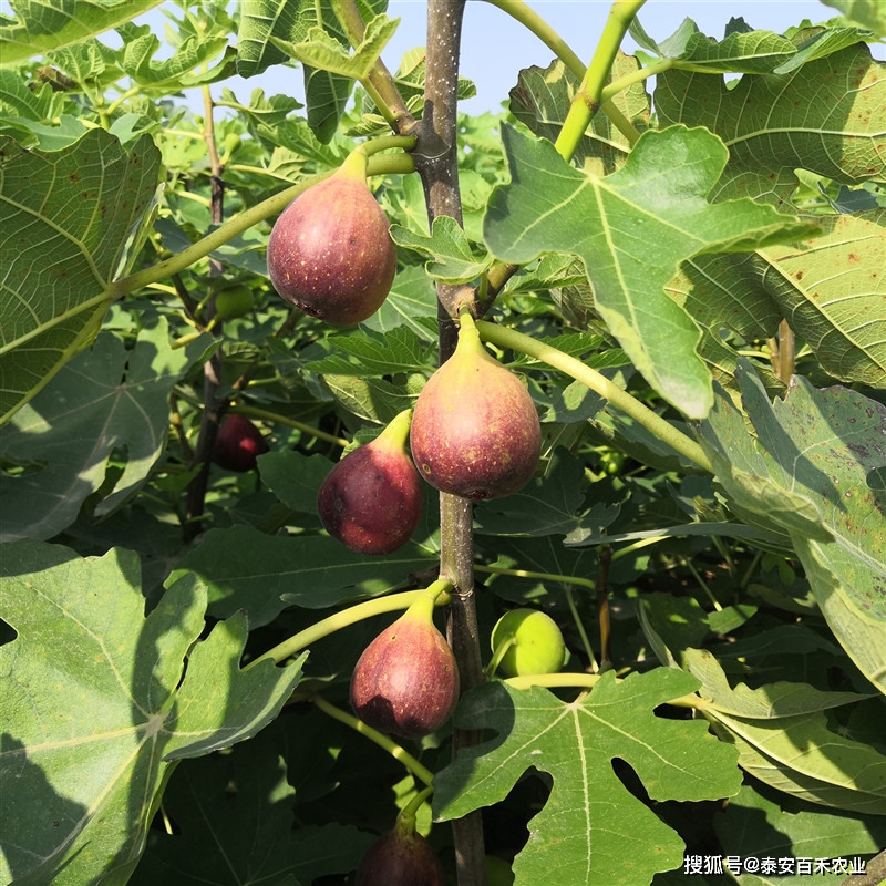 瓜果休闲：波姬红无花果苗、波姬红无花果优缺点及波姬红无花果特性