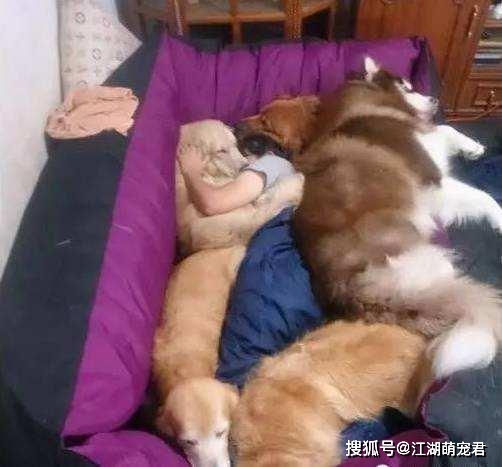 狗狗“睡觉”的八个秘密，说明你在它心目的重要位置 (图5)