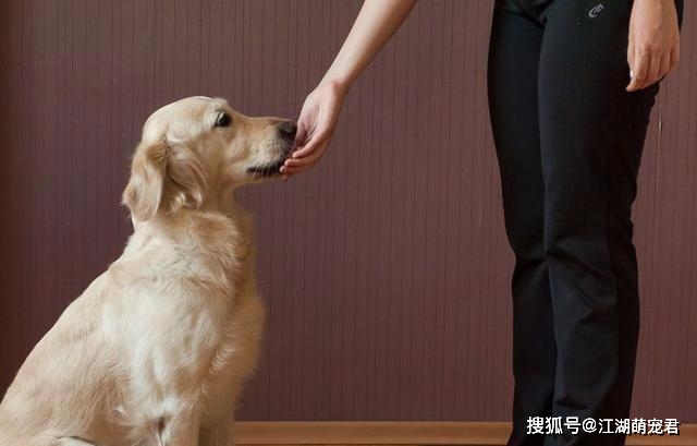 狗子护食怎么办