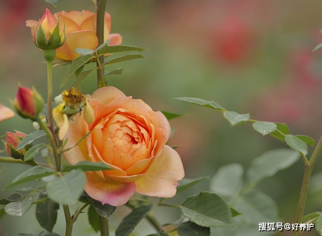6ff1f9c6e08641be8614c2b1347f66e6.jpeg