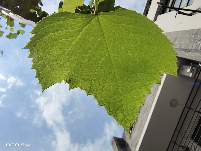 手机|iQOO 5详细评测：超快闪充加持的真性能旗舰