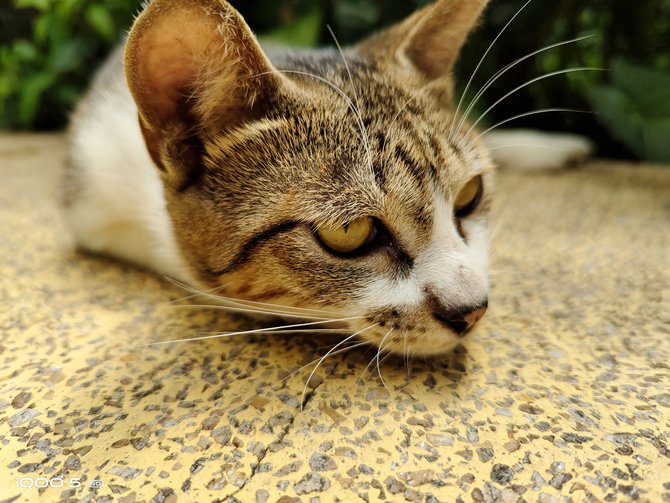 手机|iQOO 5详细评测：超快闪充加持的真性能旗舰