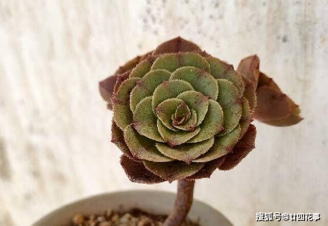 多肉怎样爆芽 2595cc13c17442c082ebeaf3e2cf2cc7.jpeg