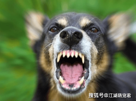 狗为啥突然咬主人 3aa3414df98544459615c20f23e363e4.png