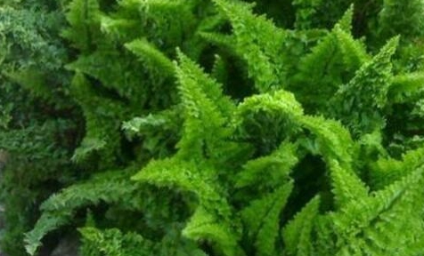 哪种松树适合种在家里 86d76a7a888044169c0b56ab30acf2c1.jpeg
