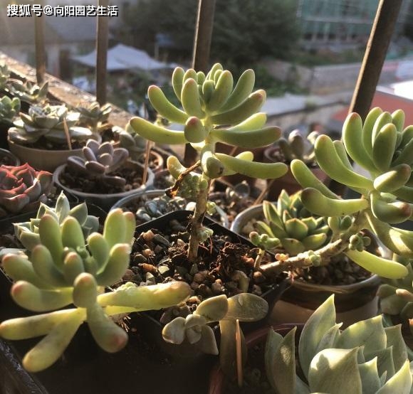多肉怎么度过三伏天 95feaf9f7c4f48d7b072f1564f2ca51d.jpeg