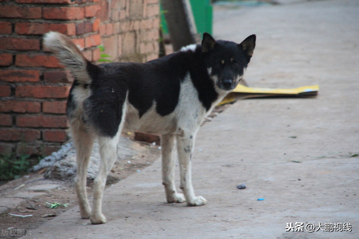 啥是中华田园犬 189080664d4b49f09ab9eb7725b4f649.jpeg