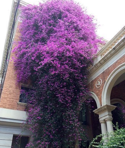 彼岸花能种在家里阳台吗 38ce62d026e34f319c457db0ed024c74.jpeg