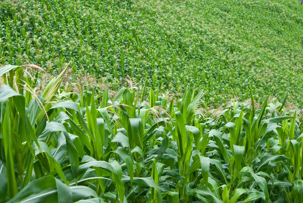产粮|我国粮食总产量世界第一，为何还需大量进口粮食？无法自给自足？