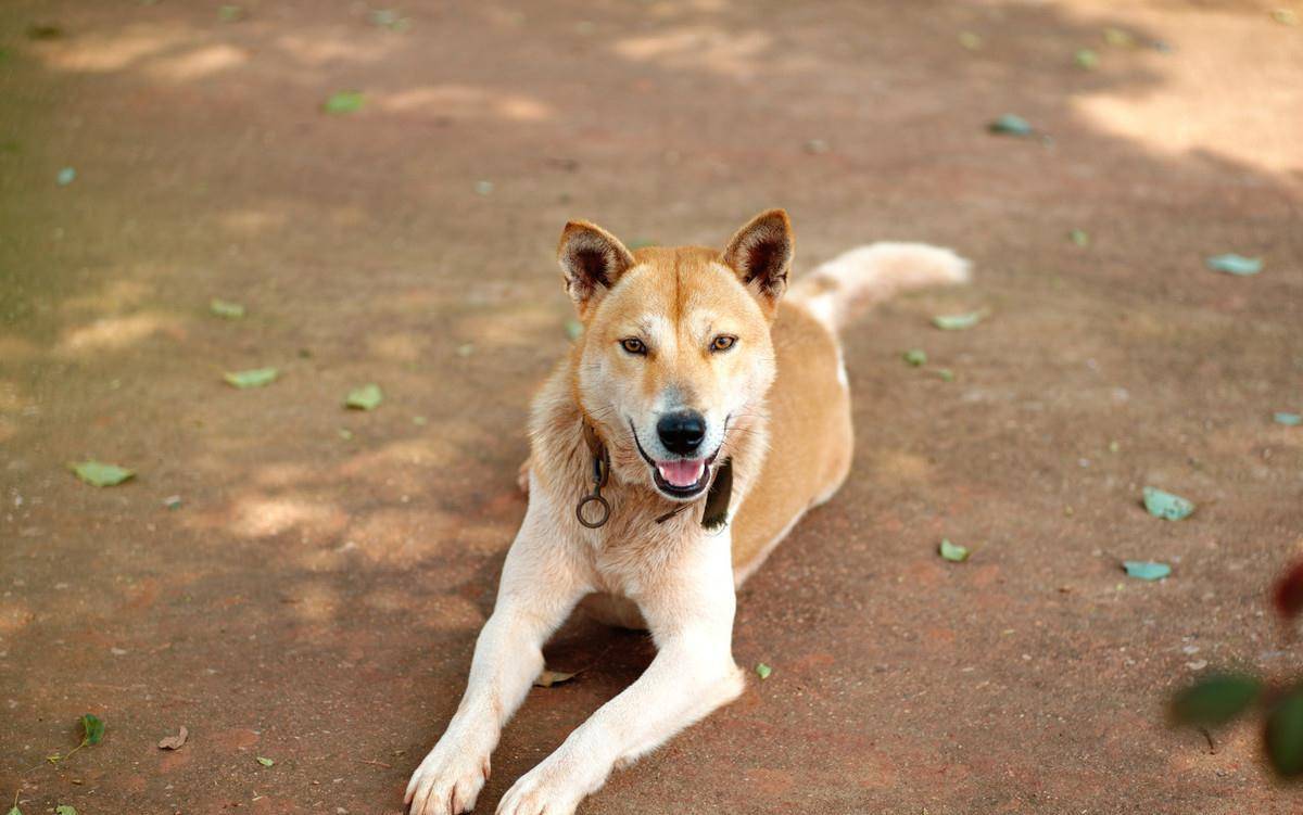 狼如此凶猛古人是怎么把狼驯化成狗的 人类