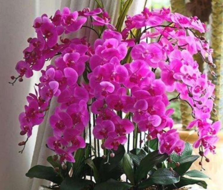 4种高颜值"贵族花",高端大气,家里养几盆,空气清新!