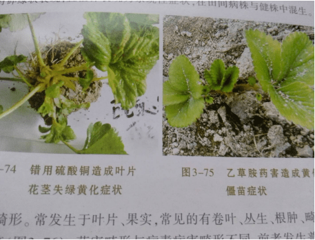 草莓药害的几种症状表现及补救措施