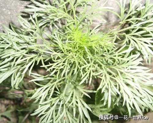 婆婆丁是荠菜吗 ce2ded9c9f79442aab62f90835546388.jpeg