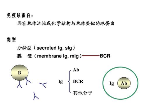 乙肝恢复应答试验,大剂量HBIg联用聚乙二醇干扰素,关注增强作用 乙肝恢复应答试验,大剂量HBIg联用聚乙二醇干扰素,关注增强作用