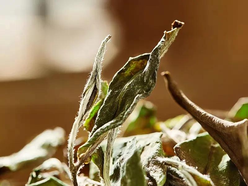 叶片|一点不碎,就是好白茶?福鼎白茶叶片完整度高