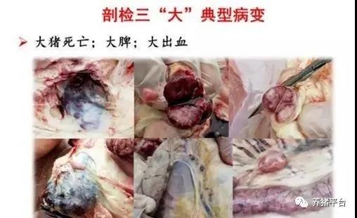 各地又开始爆发非瘟!最新非洲猪瘟的临床症状及传播途径