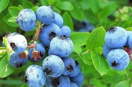 养生|美容养生、滋润肌肤,好吃也不贵!女性推荐多吃3种食物