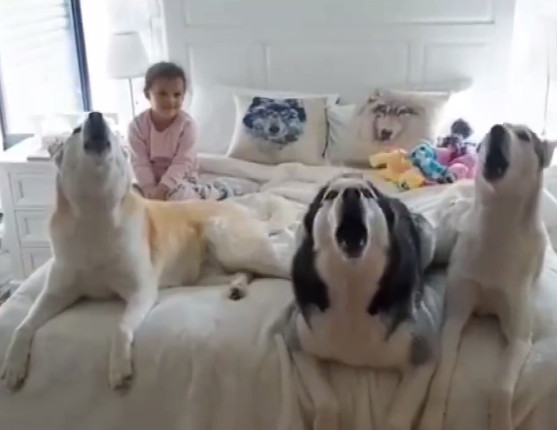 一张床一个女孩斗牛猜成语_黄渤斗牛图片(2)