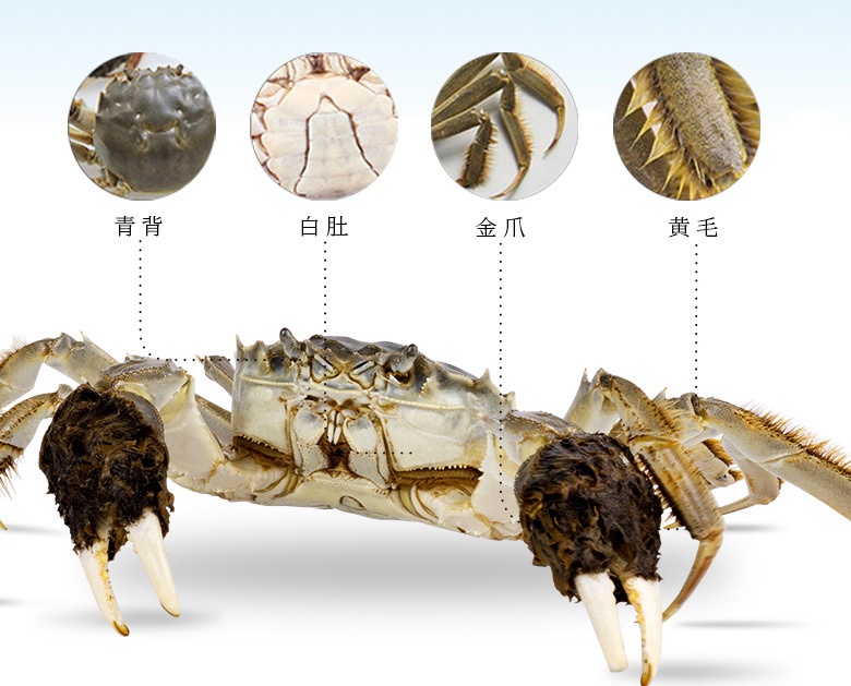 蟹传奇阳澄湖大闸蟹的四大显著特征_螃蟹