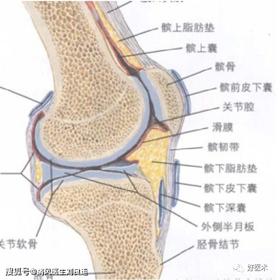 膝关节出现滑膜炎不好治?早期治疗知道这些少你很多麻烦!_手机搜狐网