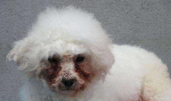 狗狗毛发黄怎么去除 438271ba33944062b269f234603f82d1.jpeg