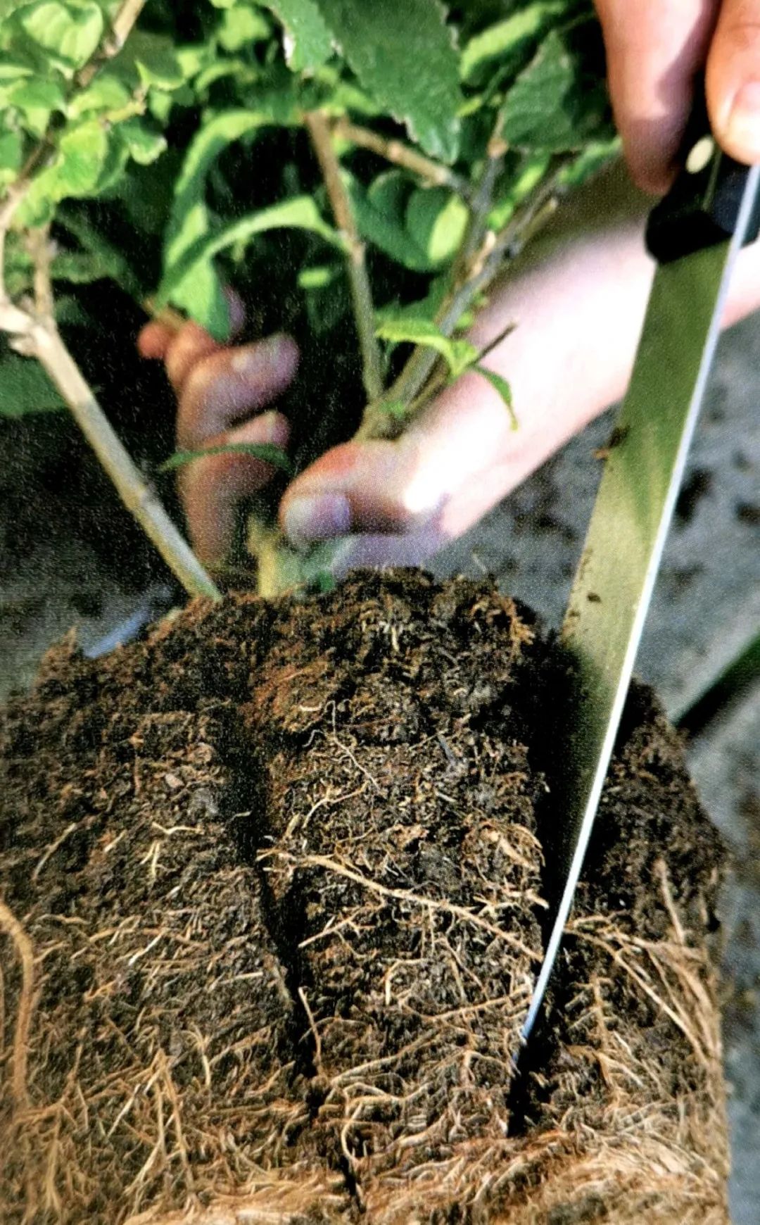 超有趣的繁殖法从植物身体中取出一部分就能变成独立植株