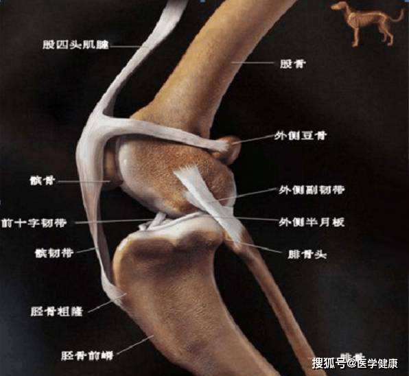 狗狗髌骨脱位有哪几种情况?手术是治疗狗狗根治髌骨脱位的唯一方式