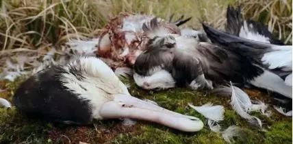 英女王宣布：向全人类公敌宣战，网友全力支持