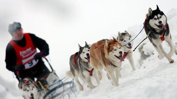 "雪橇三傻"到底有多傻?那是你不会养,其实它们一点都!