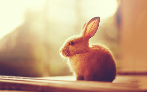 【养宠经验】如果兔子有耳螨的时候，晒太阳会好吗？