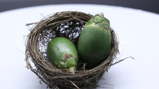 发展|槟榔：一枚撬动超百亿大产业的小青果