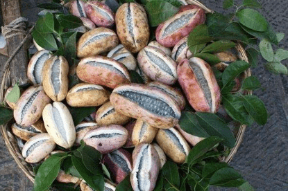 贡品|曾是皇室贡品,儿时当零食吃,如今成热门水果南方1种野香蕉