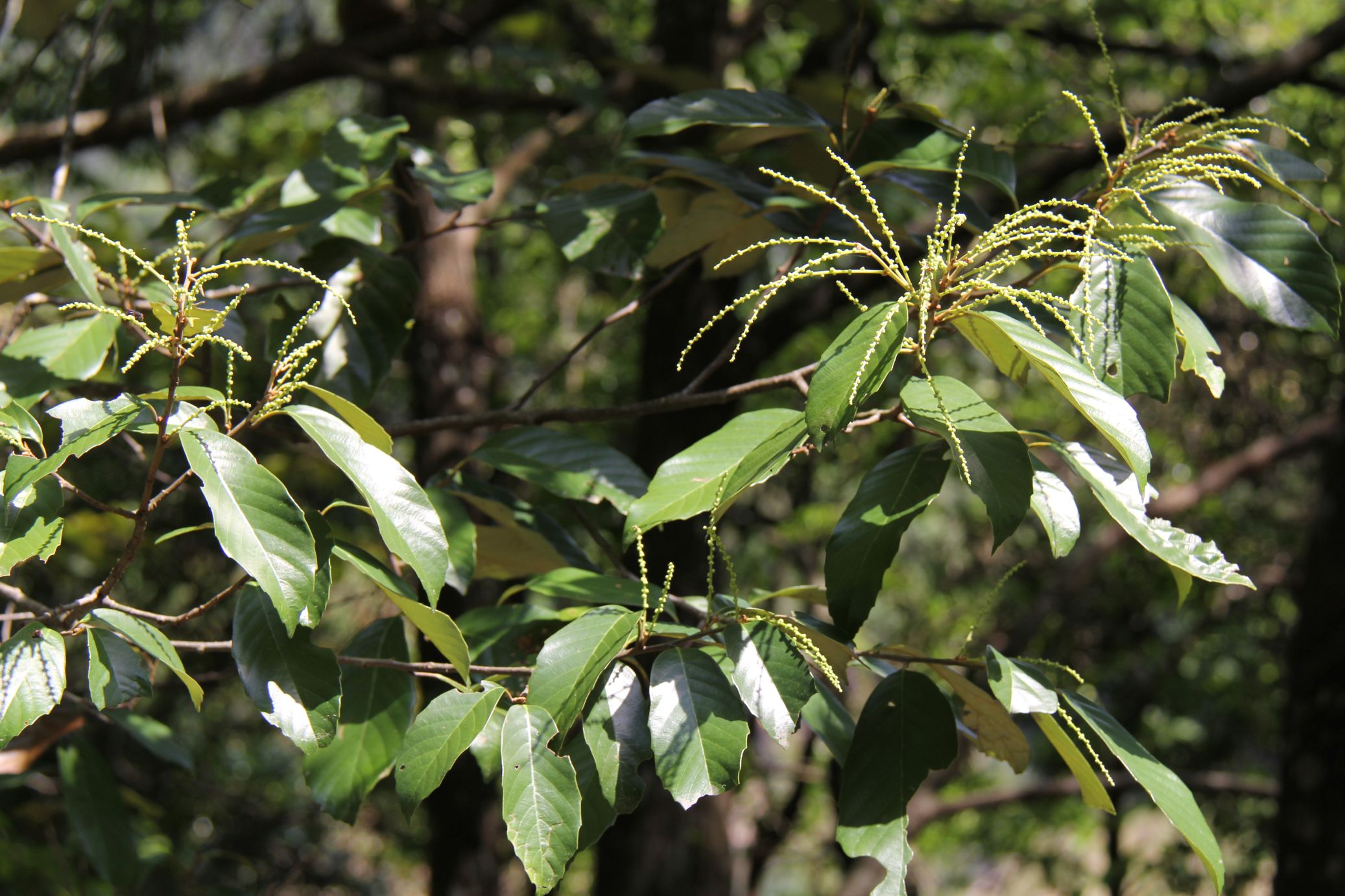 庆元植物1238-壳斗科-青冈属-青冈(青冈栎)