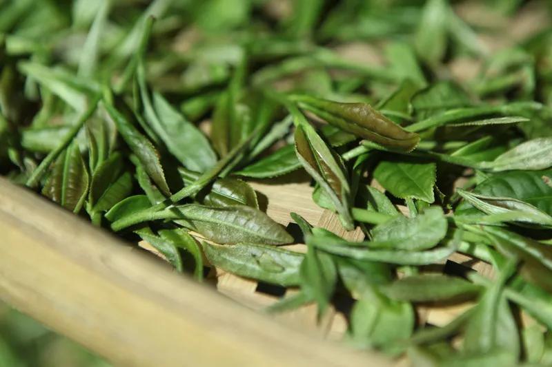 仓储|核心在于仓储是萎凋的延续白茶越陈越香