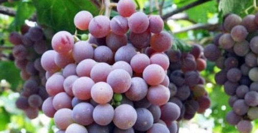 葡萄|补血养颜好处多，但有1大禁忌 ，早知早受益常吃葡萄