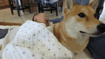 孩子|柴犬带娃困到打瞌睡，狗：谁才是亲妈啊女主人生了孩子